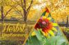 Flori de toamnă: cele mai frumoase 50 de flori pentru plantarea de toamnă