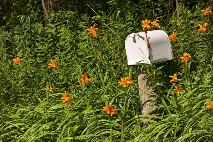 Skrzynka pocztowa zarośnięta liliami