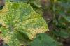 Spider mites: recognizing, preventing and controlling