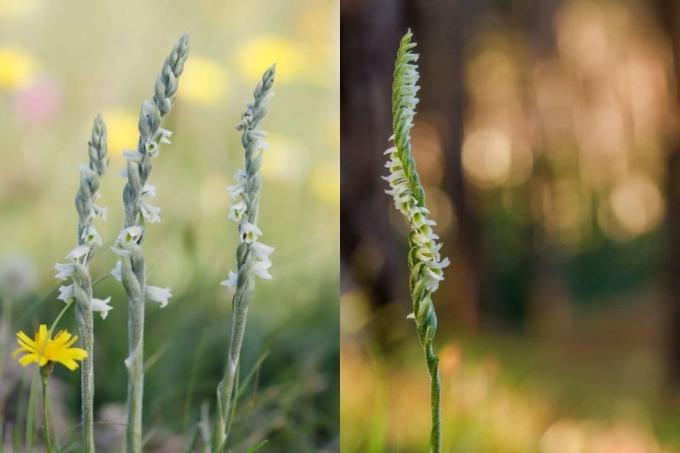 秋のウェンデロルキス、白い牧草地の花