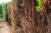 Cypress blir brun: 6 vanlige årsaker + løsning