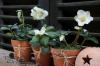 Roses de Noël en pots: les planter et les entretenir en pots