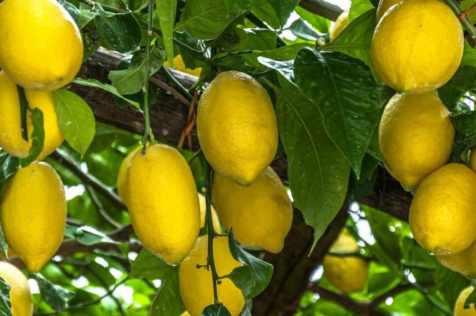 nogatavojušies Sorrento citroni