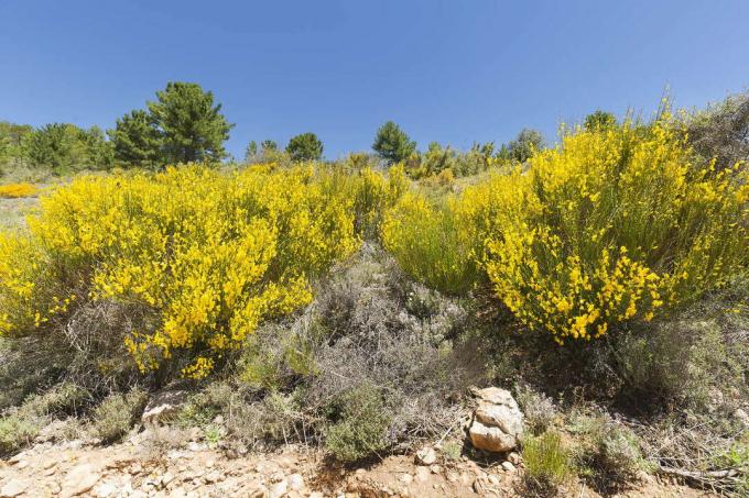 La floraison des ajoncs dans la région méditerranéenne