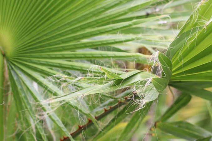 Underkjol palm