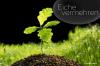 Förökning av ek: hur man planterar ekfrön i krukan