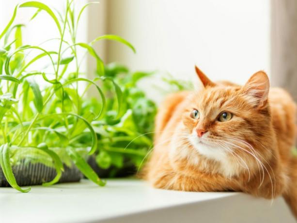 Katė ant palangės šalia žolelių