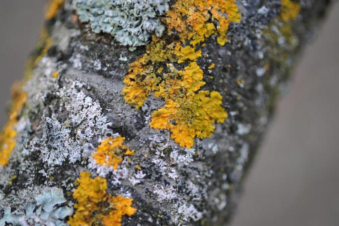 fruit tree lichen