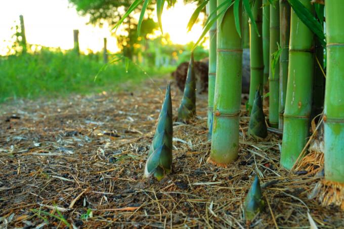 presenza di bambù