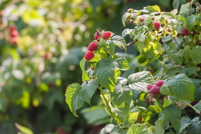 Tanaman raspberry di bawah sinar matahari close-up