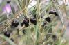 Onko oliivipuu kestävä? Kaikki tiedot + 10 kestävää lajiketta