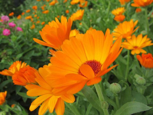 Marigold Calendula Plante Médicinale Fleur D'oranger
