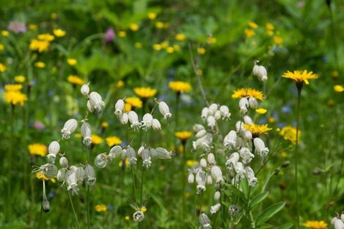 Mucha pospolita, biały kwiat łąkowy