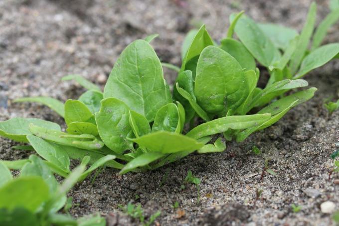 Cultivar e colher espinafre