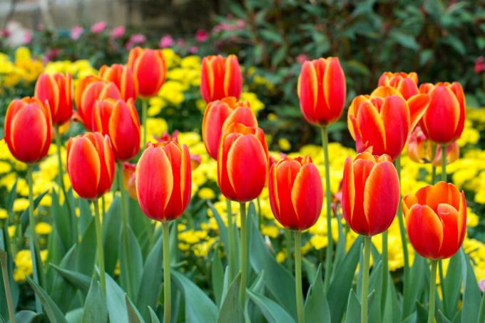 Barvni tulipani