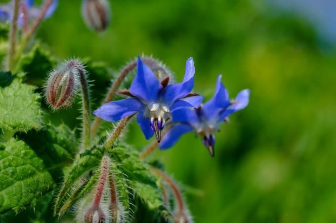 Borragine fiore blu