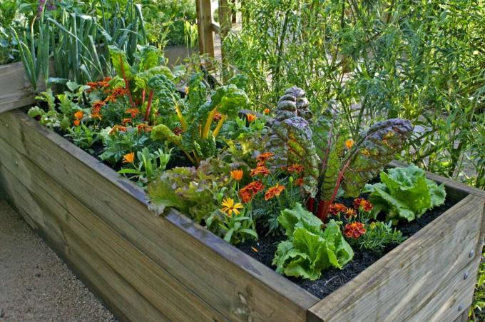 Raised bed planting as a mixed culture