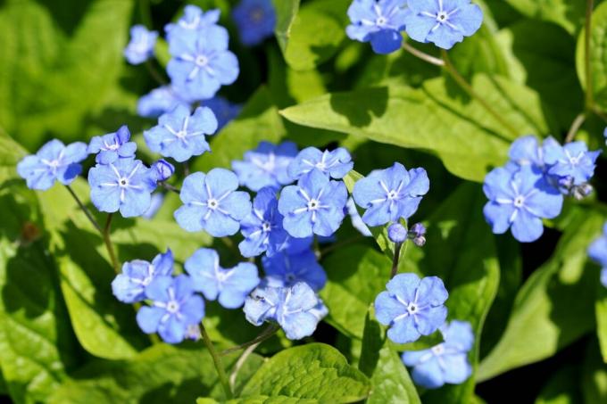 흰색 줄무늬가 있는 파란색 기념 꽃