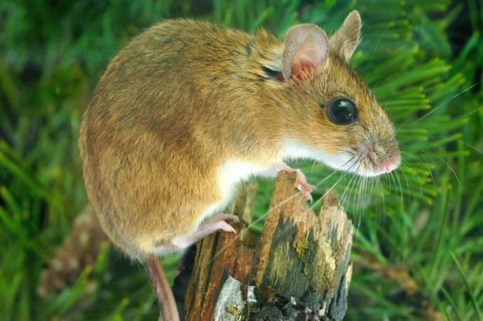 Myš žlutokrká - Apodemus flavicollis