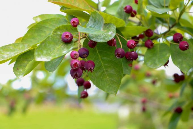 Serviceberry (Amelanchier laevis)