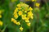 Mustard plant: flowering time, harvest & storage