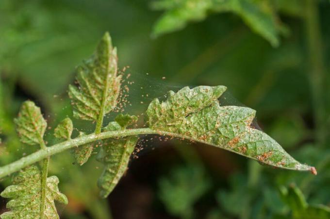 Pomidorų augalas užkrėstas voratinklinėmis erkėmis