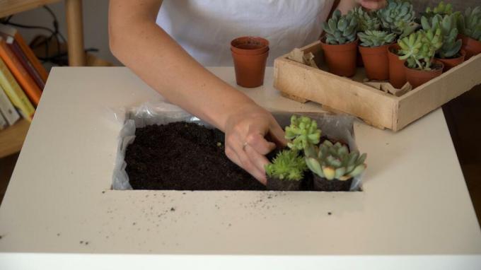 Bord plantet med sukkulenter med hænderne