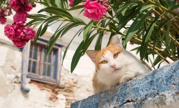 Η γάτα κάθεται σε έναν τοίχο μπροστά από έναν θάμνο πικροδάφνης