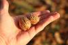 Sklizeň ořechů: základy sušení a skladování