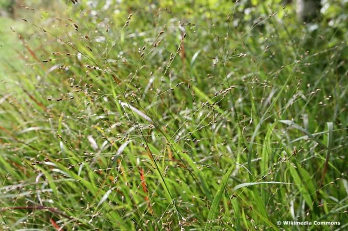 Blåaktig svanshirs 'Heavy Metal' (Panicum virgatum), högt gräs