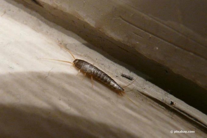 Silverfish on wooden fittings