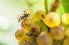 Захист винограду від ос: захисні пакети & Co.