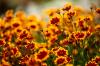 Queen's Eye: Hardiness & Propagation of Coreopsis
