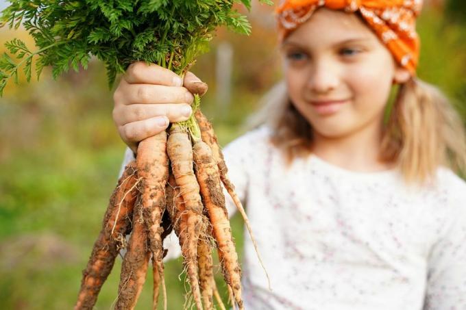 Carrots in the raised bed for children