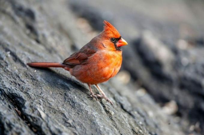 Røde kardinalfugler med rødtopp