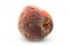 Krulziekte aan de abrikozenboom: de beste tips