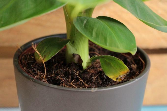 Растението банан получава кафяви листа