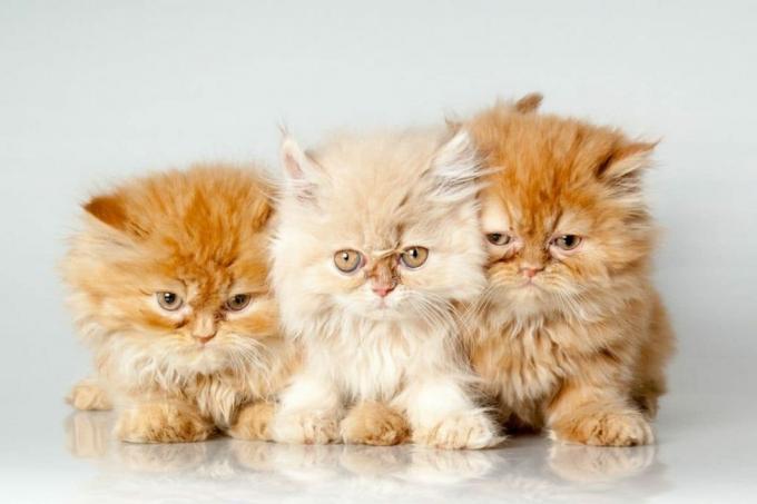 Trio de gatos