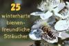 25 wytrzymałych, przyjaznych pszczołom krzewów
