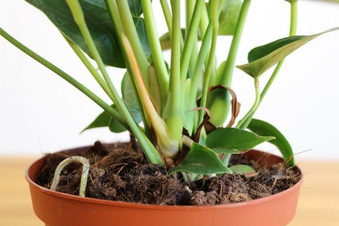 Under certain circumstances, anthurium should not be fertilized at all or only a little