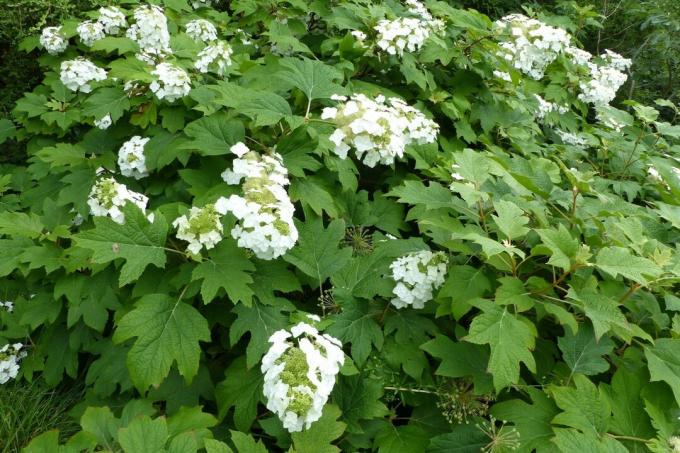 Hortensia à feuilles de chêne à fleurs blanches