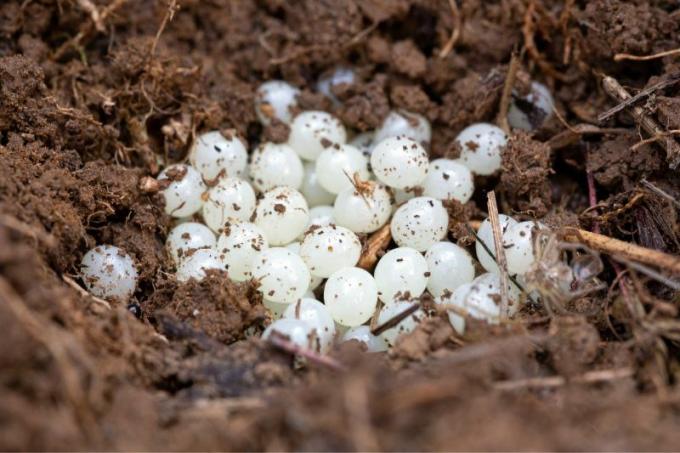 Snail eggs in the ground