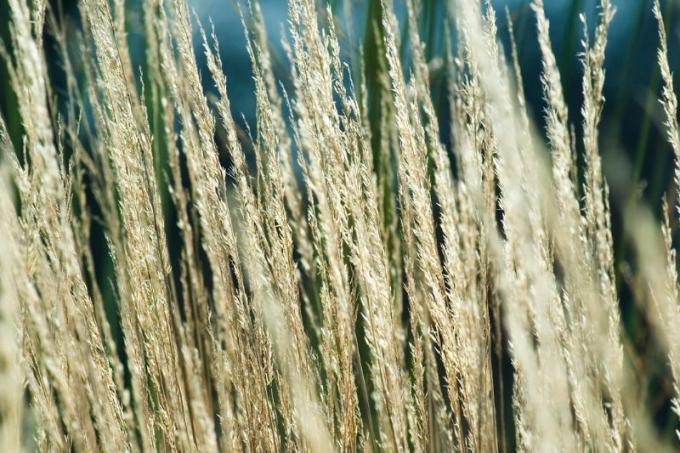 Reed grass (Calamagrostis x acutiflora)