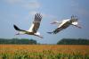 Aves migratorias: perfil, rutas y ejemplos