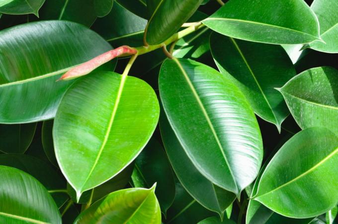 Rubber tree forms new side shoots