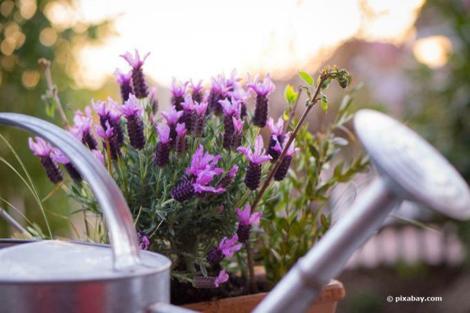 Pertahankan lavender dalam pot