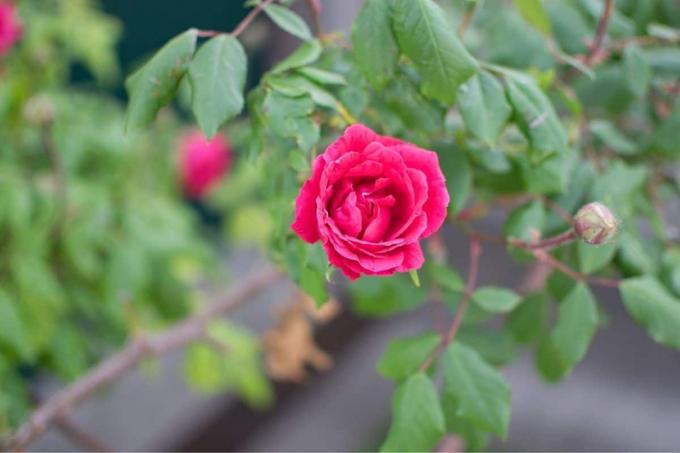 खिलता हुआ रेम्बलर गुलाब