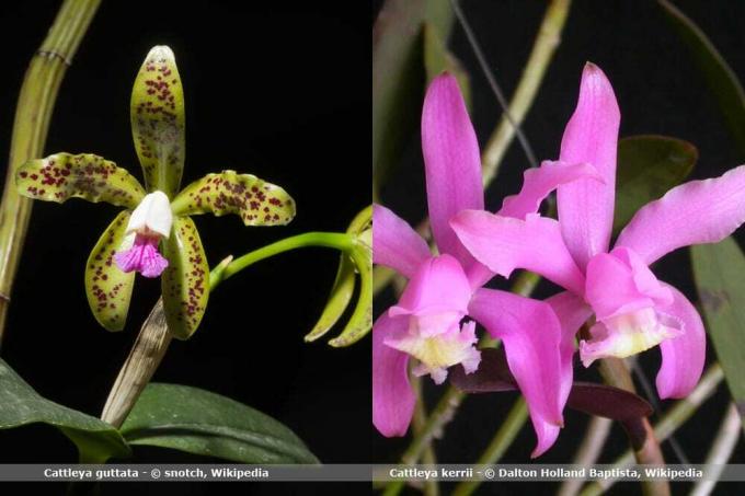 Espèces d'orchidées Cattleya