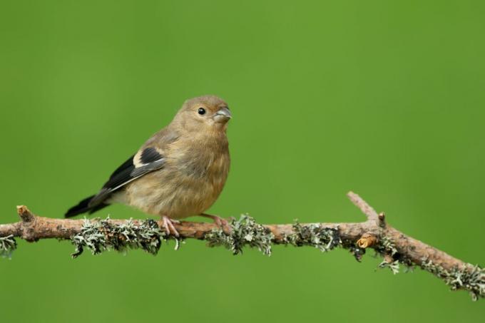 young bullfinch on a branch