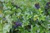 Är Mahonia (Mahonia aquifolium) giftig? Information för barn och djur